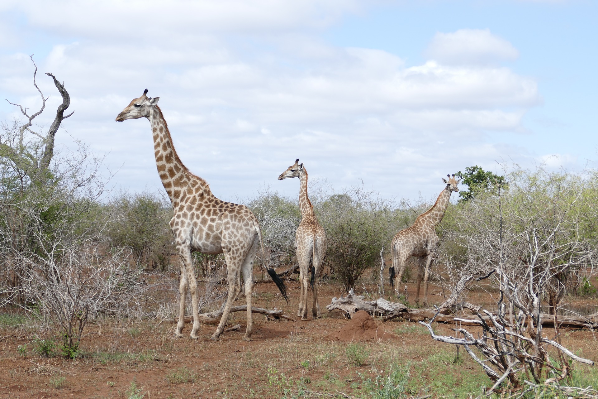 Girafes al Parc Nacional Kruger